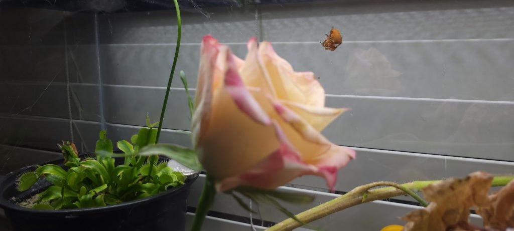 orb weaver rose venus fly trap